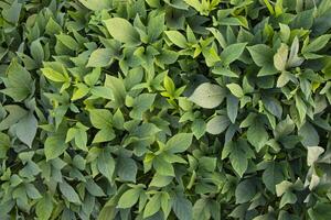 verde le foglie modello struttura sfondo di il dolce Patata pianta nel il campo campagna di bangladesh foto