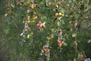 frutta albero con acerbo rosso giuggiola frutta o Mela kul boroi nel il giardino foto