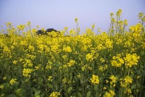 all'aperto giallo colza fiori campo campagna di bangladesh foto