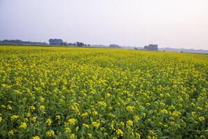 bellissimo floreale paesaggio Visualizza di colza nel un' campo con blu cielo nel il campagna di bangladesh foto