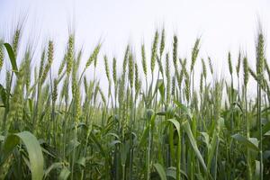 avvicinamento verde Grano spuntone grano nel il campo foto