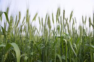 avvicinamento verde Grano spuntone grano nel il campo foto