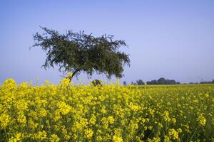 all'aperto giallo colza fiori campo campagna di bangladesh foto