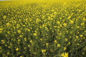 fioritura giallo colza fiori nel il campo. può essere Usato come un' floreale struttura sfondo foto