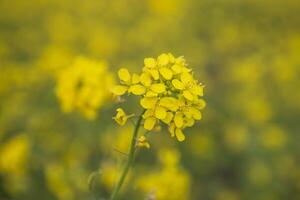 avvicinamento messa a fuoco un' bellissimo fioritura giallo colza fiore con sfocato sfondo foto