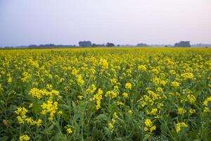 bellissimo floreale paesaggio Visualizza di colza nel un' campo con blu cielo nel il campagna di bangladesh foto