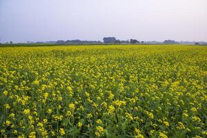 bellissimo floreale paesaggio Visualizza di colza nel un' campo con blu cielo nel il campagna di bangladesh foto