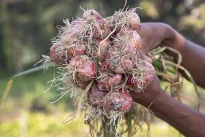 contadino mano Tenere un' mazzo di rosso cipolla a il campo durante coltivazione raccogliere stagione nel il campagna di bangladesh foto