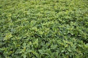 verde le foglie modello struttura sfondo di il dolce Patata pianta nel il campo campagna di bangladesh foto