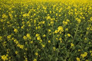 fioritura giallo colza fiori nel il campo. può essere Usato come un' floreale struttura sfondo foto