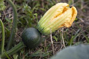 verde biologico verdura dolce zucca piccolo giallo fiore nel il giardino, giovane zucca naturale impollinazione nel il campo di campagna nel bangladesh foto