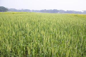 verde Grano piantagione agricoltura raccogliere campo di il inverno mattina foto