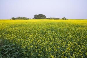 bellissimo floreale paesaggio Visualizza di colza nel un' campo con blu cielo nel il campagna di bangladesh foto