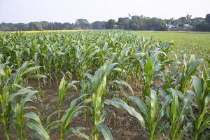 agricoltura Mais i campi in crescita nel il raccogliere campagna di bangladesh foto