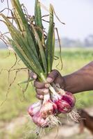 contadino mano Tenere un' mazzo di rosso cipolla a il campo durante coltivazione raccogliere stagione nel il campagna di bangladesh foto