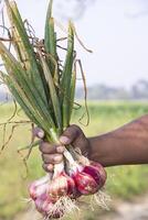 contadino mano Tenere un' mazzo di rosso cipolla a il campo durante coltivazione raccogliere stagione nel il campagna di bangladesh foto
