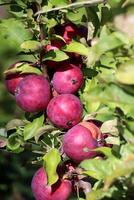 rosso maturo mele di il Mosca collana varietà su un' albero nel il estate giardino. verticale foto, avvicinamento foto