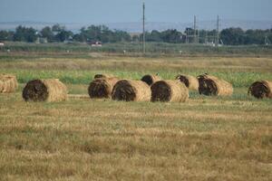 pagliai nel campo foto