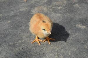 quotidiano pollo. Manutenzione di pollame. foto