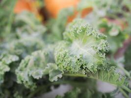 avvicinamento di un' verde biologico cavolo. Riccio le foglie cavolo. verde insalata le foglie. foto