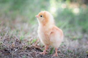 un' pollo bambino nel il giardino foto