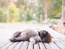 carino neonato cuccioli addormentato su di legno scrivania, tailandese cucciolo foto