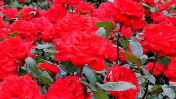 Rose rosso e bianca un' fiore letto su un' soleggiato estate giorno. foto