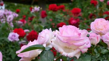 Rose rosso rosa e bianca un' fiore letto su un' soleggiato estate giorno. foto