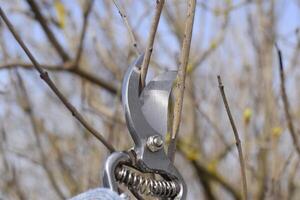 Rifinitura albero con un' taglierina. primavera potatura di frutta alberi. foto