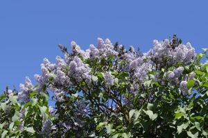 lilla fiori su il rami. bellissimo viola lilla fiori all'aperto. foto