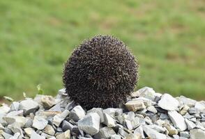 riccio su un' mucchio di macerie. riccio arricciato su in un' palla foto