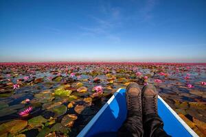 rosso loto mare, nong han lago, udon di me Provincia, viaggio concetto bellissimo natura paesaggio nel Tailandia rosso loto mare nel il mattina. foto