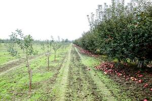 Mela frutteto. righe di alberi e il frutta di il terra sotto il alberi foto