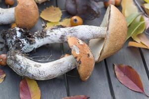 fresco boletus siamo sparpagliato su il tavolo, il autunno raccogliere di foresta funghi foto