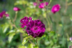 viola viola misto colore floribunda rosa Borgogna ghiaccio fiori nel il giardino, contro sfocato verde le foglie foto