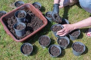 preparazione pentole per piantine, Riempimento con nutriente suolo, di stagione opera nel il primavera nel il giardino, femmina mani foto