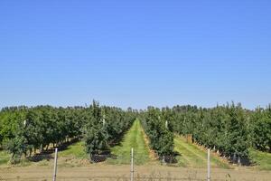 Mela frutteto. righe di alberi e il frutta di il terra sotto t foto