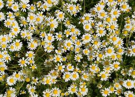 camomilla fiori. farmaceutico camomilla. medicinale pianta camomilla, fioritura. foto