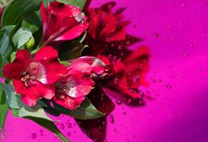 mazzo di rosso alstroemeria, avvicinamento, floreale sfondo, La madre di giorno, primavera foto