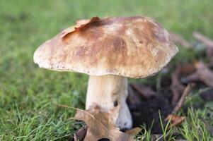 grande maturo porcini fungo cresce nel il verde erba, autunno raccogliere di funghi foto