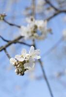 ramo di ciliegia fiori contro il blu cielo,fioritura di frutta alberi, primavera foto