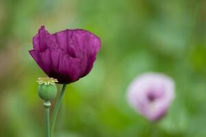 sorprendente viola papaveri estate mini cuffie di estate fiori vicino su, floreale sfondo foto