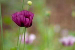 sorprendente viola papaveri estate mini cuffie di estate fiori vicino su, floreale sfondo foto