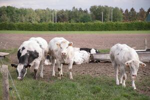 un' gruppo di multicolore nero e bianca mucche pascolare nel un' recinto per bestiame su verde erba foto