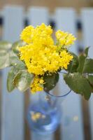 selettivo messa a fuoco, bouquet di primavera giallo agrifoglio fiori nel vaso su il blu panchina foto