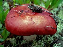 commestibile funghi nel il foresta rifiuti. funghi nel il foresta-t foto