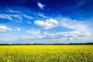 primavera estate sfondo canola campo e blu cielo foto