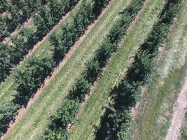 righe di alberi nel il giardino. aerofotografia, superiore Visualizza. foto