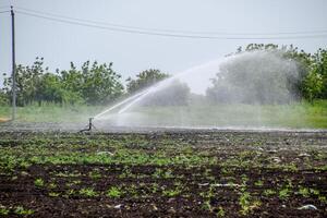 irrigazione sistema nel campo di meloni. irrigazione il campi. spruzzatore foto