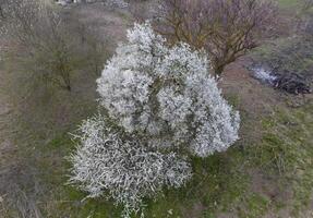 fioritura ciliegia prugna. un' prugna albero tra asciutto erba. bianca fiori di prugna alberi su il rami di un' albero. primavera giardino. foto